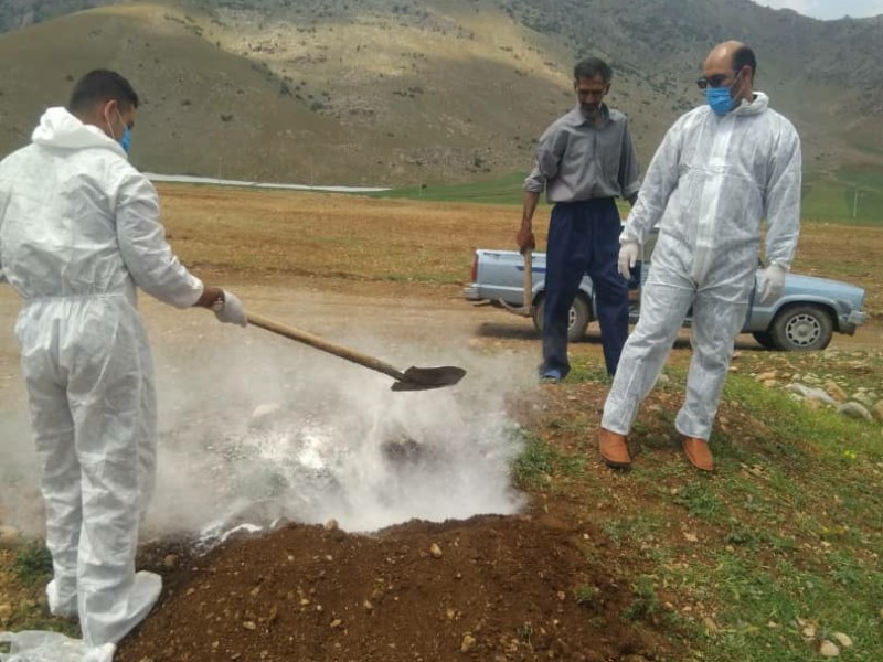 تلف شدن 5راس گوسفند در کوهپایه های روستای نجوبران بیستون/ احشام تلف شده دفن بهداشتی شدند