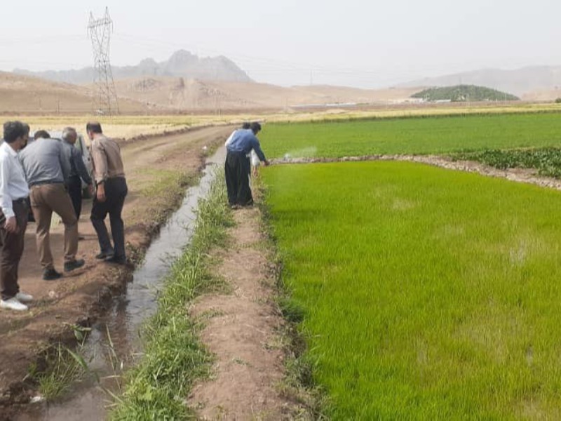 معدوم سازی هشت موردخزانه های برنج در بخش بیستون