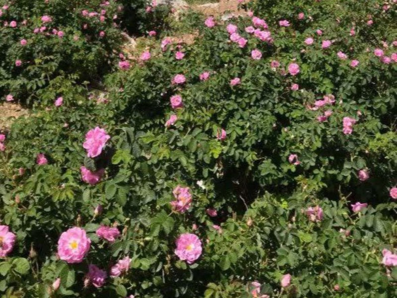 برداشت گل محمدی از گلستانهای شهرستان هرسین