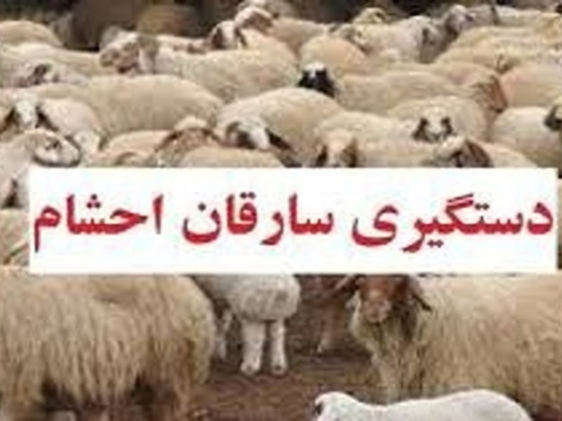 دستبند پليس هرسين بر دستان سارق احشام