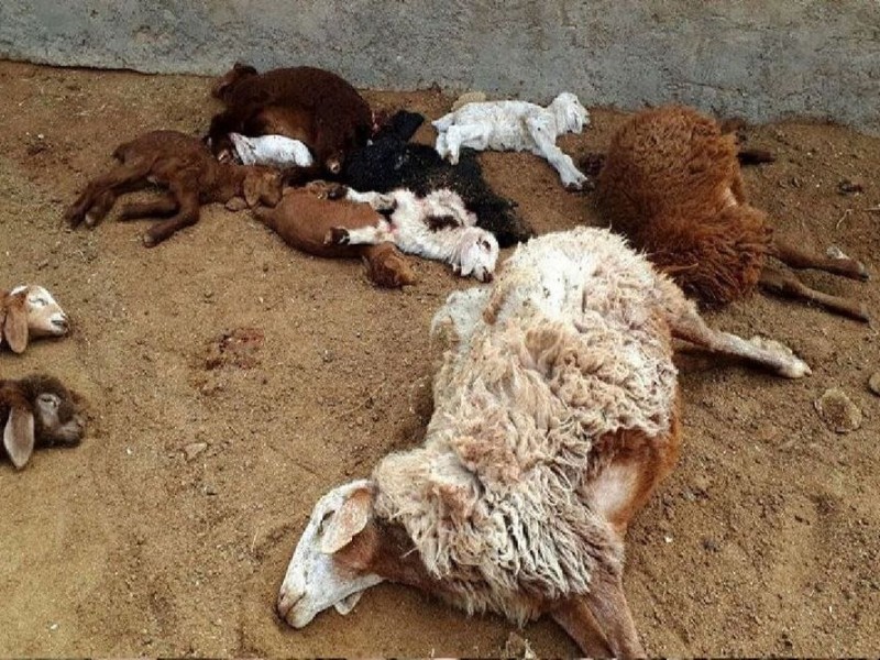 ۲۵راس گوسفند در پی اصابت صاعقه در هرسین تلف شد